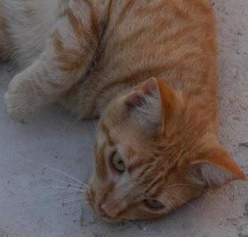 Neila Bild von Neila