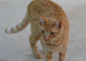 Neila Bild von Neila