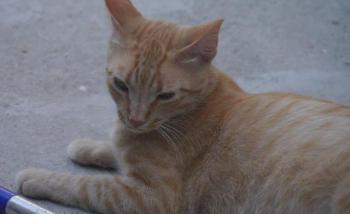 Neila Bild von Neila