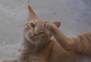 Neila Bild von Neila