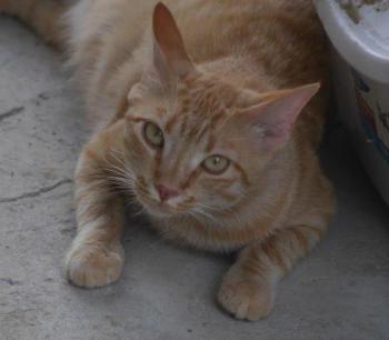 Neila Bild von Neila