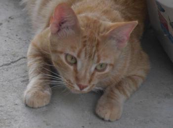 Neila Bild von Neila