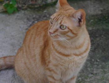 Neila Bild von Neila