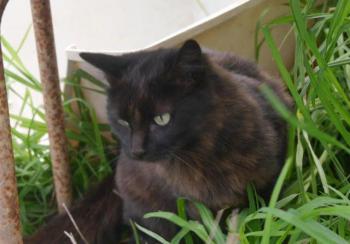Tiana Bild von Tiana