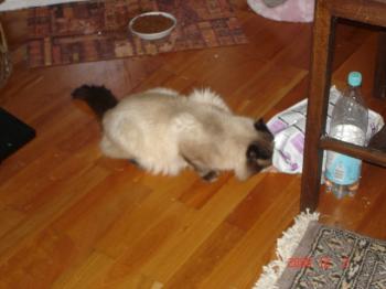 Caspian Bild von Caspian