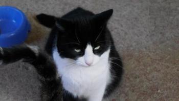 Kito Bild von Kito