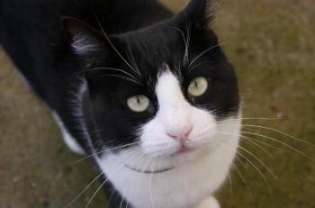 Kito Bild von Kito