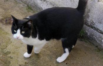 Kito Bild von Kito