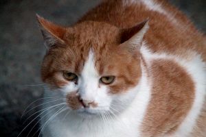 Pancracio Bild von Pancracio