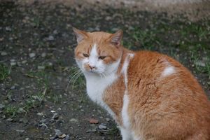 Pancracio Bild von Pancracio