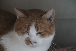 Pancracio Bild von Pancracio