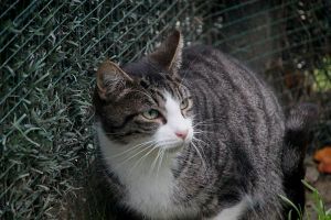 Bild von Bittor