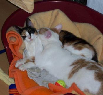 Betty Bild von Trak