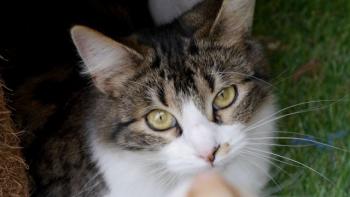 Mouche Bild von Mouche