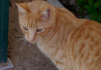 Oneto Bild von Oneto