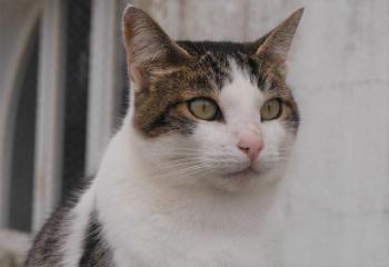 Pequita Bild von Pequita