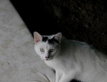 Atreyu Bild von Atreyu
