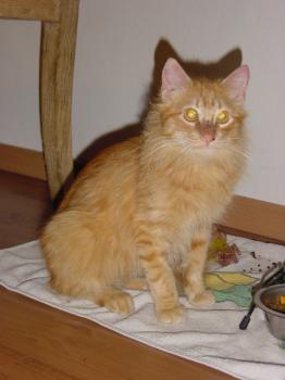 Elliot Bild von Elliot