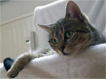 Liese Bild von Liese