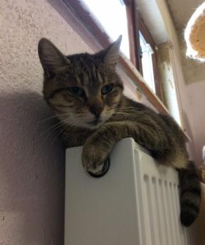 Liese Bild von Liese