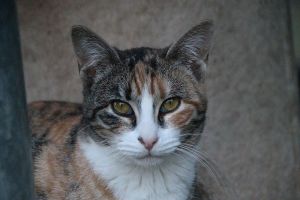 Amaral Bild von Amaral