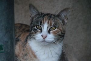 Amaral Bild von Amaral