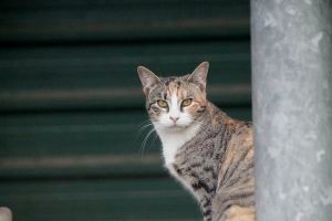 Amaral Bild von Amaral