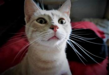 Yuki Bild von Yuki