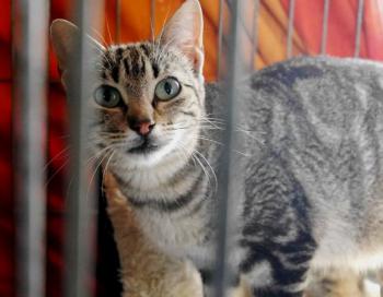 Minou Bild von Minou