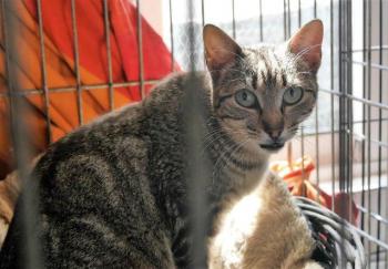 Minou Bild von Minou