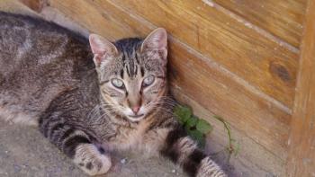 Minou Bild von Minou