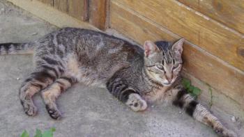 Minou Bild von Minou