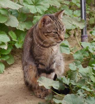 Minou Bild von Minou