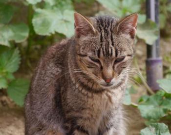 Minou Bild von Minou