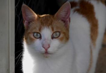 Salomé Bild von Salomé