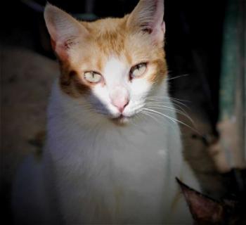 Salomé Bild von Salomé