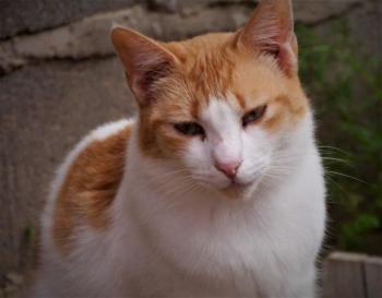 Salomé Bild von Salomé