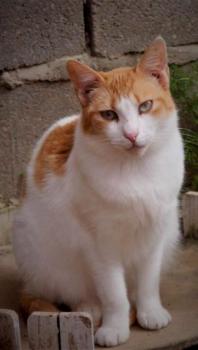 Salomé Bild von Salomé