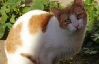 Salomé Bild von Salomé