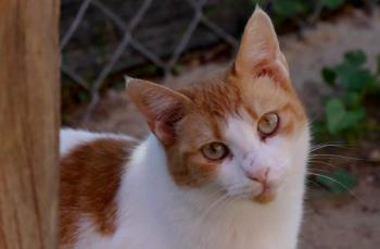 Salomé Bild von Salomé