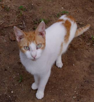 Salomé Bild von Salomé