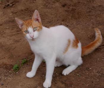 Salomé Bild von Salomé