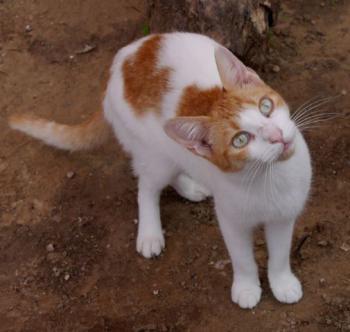 Salomé Bild von Salomé