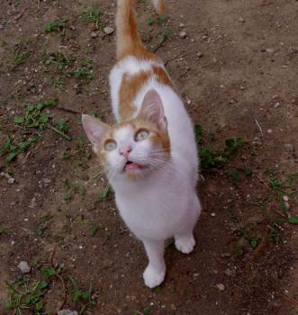 Salomé Bild von Salomé