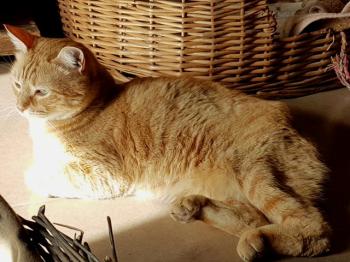 Dartacat Bild von Dartacat