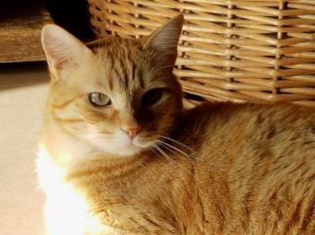 Dartacat Bild von Dartacat