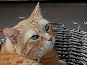 Dartacat Bild von Dartacat