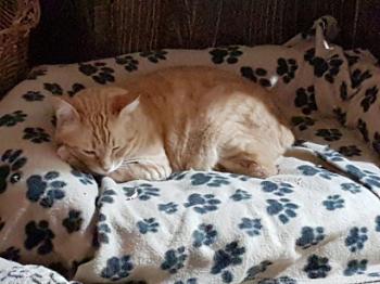 Dartacat Bild von Dartacat