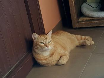 Dartacat Bild von Dartacat