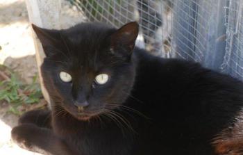 Negro Bild von Negro